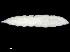  (Chilophaga - CCDB-34955-G12)  @11 [ ] CreativeCommons - Attribution (2020) CBG Photography Group Centre for Biodiversity Genomics