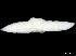  ( - CCDB-34955-H01)  @11 [ ] CreativeCommons - Attribution (2020) CBG Photography Group Centre for Biodiversity Genomics