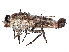  (Apiocera philippii - CCDB-45177-A01)  @11 [ ] CreativeCommons - Attribution Share - Alike (2023) CBG Photography Group Centre for Biodiversity Genomics