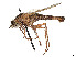  (Apiocera excepta - CCDB-45177-A03)  @11 [ ] CreativeCommons - Attribution Share - Alike (2023) CBG Photography Group Centre for Biodiversity Genomics