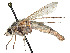  (Apiocera maritima - CCDB-45177-A05)  @11 [ ] CreativeCommons - Attribution Share - Alike (2023) CBG Photography Group Centre for Biodiversity Genomics