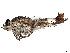 (Apiocera aldrichi - CCDB-45177-A06)  @11 [ ] CreativeCommons - Attribution Share - Alike (2023) CBG Photography Group Centre for Biodiversity Genomics