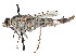  (Apiocera ammophila - CCDB-45177-A07)  @11 [ ] CreativeCommons - Attribution Share - Alike (2023) CBG Photography Group Centre for Biodiversity Genomics