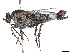  (Apiocera arena - CCDB-45177-A08)  @11 [ ] CreativeCommons - Attribution Share - Alike (2023) CBG Photography Group Centre for Biodiversity Genomics