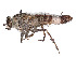  ( - CCDB-45177-A10)  @11 [ ] CreativeCommons - Attribution Share - Alike (2023) CBG Photography Group Centre for Biodiversity Genomics