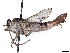  ( - CCDB-45177-A11)  @11 [ ] CreativeCommons - Attribution Share - Alike (2023) CBG Photography Group Centre for Biodiversity Genomics