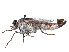  ( - CCDB-45177-A12)  @11 [ ] CreativeCommons - Attribution Share - Alike (2023) CBG Photography Group Centre for Biodiversity Genomics