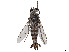  (Apiocera bigelowi - CCDB-45177-A12)  @11 [ ] CreativeCommons - Attribution Share - Alike (2023) CBG Photography Group Centre for Biodiversity Genomics