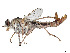  (Apiocera bilineata - CCDB-45177-B01)  @11 [ ] CreativeCommons - Attribution Share - Alike (2023) CBG Photography Group Centre for Biodiversity Genomics
