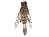  (Apiocera caloris - CCDB-45177-B02)  @11 [ ] CreativeCommons - Attribution Share - Alike (2023) CBG Photography Group Centre for Biodiversity Genomics