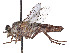  (Apiocera convergens - CCDB-45177-B04)  @11 [ ] CreativeCommons - Attribution Share - Alike (2023) CBG Photography Group Centre for Biodiversity Genomics