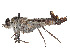  ( - CCDB-45177-B07)  @11 [ ] CreativeCommons - Attribution Share - Alike (2023) CBG Photography Group Centre for Biodiversity Genomics