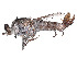  (Apiocera haruspex - CCDB-45177-B08)  @11 [ ] CreativeCommons - Attribution Share - Alike (2023) CBG Photography Group Centre for Biodiversity Genomics