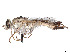  ( - CCDB-45177-B09)  @11 [ ] CreativeCommons - Attribution Share - Alike (2023) CBG Photography Group Centre for Biodiversity Genomics