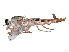  (Apiocera intonsa - CCDB-45177-B11)  @11 [ ] CreativeCommons - Attribution Share - Alike (2023) CBG Photography Group Centre for Biodiversity Genomics