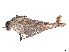  (Apiocera linsleyi - CCDB-45177-B12)  @11 [ ] CreativeCommons - Attribution Share - Alike (2023) CBG Photography Group Centre for Biodiversity Genomics