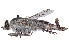  ( - CCDB-45177-C03)  @11 [ ] CreativeCommons - Attribution Share - Alike (2023) CBG Photography Group Centre for Biodiversity Genomics