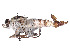  ( - CCDB-45177-C07)  @11 [ ] CreativeCommons - Attribution Share - Alike (2023) CBG Photography Group Centre for Biodiversity Genomics