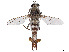  (Apiocera pearcei - CCDB-45177-C07)  @11 [ ] CreativeCommons - Attribution Share - Alike (2023) CBG Photography Group Centre for Biodiversity Genomics