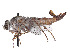  (Apiocera rockefelleri - CCDB-45177-C08)  @11 [ ] CreativeCommons - Attribution Share - Alike (2023) CBG Photography Group Centre for Biodiversity Genomics