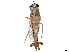  (Apiocera sonorae - CCDB-45177-C09)  @11 [ ] CreativeCommons - Attribution Share - Alike (2023) CBG Photography Group Centre for Biodiversity Genomics