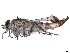  ( - CCDB-45177-C10)  @11 [ ] CreativeCommons - Attribution Share - Alike (2023) CBG Photography Group Centre for Biodiversity Genomics