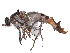  (Apiocera sylvestris - CCDB-45177-C11)  @11 [ ] CreativeCommons - Attribution Share - Alike (2023) CBG Photography Group Centre for Biodiversity Genomics