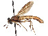  (Nemomydas brachyrhynchus - CCDB-45177-D09)  @11 [ ] CreativeCommons - Attribution Share - Alike (2023) CBG Photography Group Centre for Biodiversity Genomics
