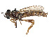  ( - CCDB-45177-D11)  @11 [ ] CreativeCommons - Attribution Share - Alike (2023) CBG Photography Group Centre for Biodiversity Genomics