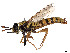  (Pseudonomoneura hirta - CCDB-45177-E01)  @11 [ ] CreativeCommons - Attribution Share - Alike (2023) CBG Photography Group Centre for Biodiversity Genomics