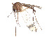  ( - CCDB-45178-G04)  @11 [ ] CreativeCommons - Attribution Share - Alike (2024) CBG Photography Group Centre for Biodiversity Genomics