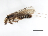  (Isogenoides frontalis - 09CUSTO-042)  @13 [ ] CreativeCommons - Attribution (2009) Unspecified Centre for Biodiversity Genomics