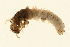  ( - 09CUTLV-521)  @13 [ ] CreativeCommons - Attribution (2009) Unspecified Centre for Biodiversity Genomics