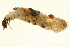  (Limnephilus major - 09CUTLV-134)  @13 [ ] CreativeCommons - Attribution (2009) Unspecified Centre for Biodiversity Genomics