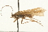  ( - 08CUTRI-006)  @13 [ ] CreativeCommons - Attribution (2009) Unspecified Centre for Biodiversity Genomics