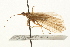  ( - 08CUTRI-007)  @13 [ ] CreativeCommons - Attribution (2009) Unspecified Centre for Biodiversity Genomics