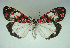  (Utetheisa elata - KLM Lep 01347)  @14 [ ] CreativeCommons - Attribution Non-Commercial Share-Alike (2014) Christian Wieser Landesmuseum Kärnten