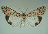  ( - KLM Lep 01348)  @14 [ ] CreativeCommons - Attribution Non-Commercial Share-Alike (2014) Christian Wieser Landesmuseum Kärnten
