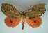  ( - KLM Lep 01359)  @14 [ ] CreativeCommons - Attribution Non-Commercial Share-Alike (2014) Christian Wieser Landesmuseum Kärnten