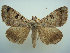  (Ophiusa melaconisia - KLM Lep 01369)  @14 [ ] CreativeCommons - Attribution Non-Commercial Share-Alike (2014) Christian Wieser Landesmuseum Kärnten