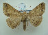 (Ericeia albangula - KLM Lep 01854)  @14 [ ] CreativeCommons - Attribution Non-Commercial Share-Alike (2014) Christian Wieser Landesmuseum Kärnten