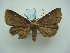  (Avitta lineosa - KLM Lep 01856)  @13 [ ] CreativeCommons - Attribution Non-Commercial Share-Alike (2014) Christian Wieser Landesmuseum Kärnten