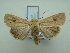  (Mythimna fallaciosa - KLM Lep 01865)  @14 [ ] CreativeCommons - Attribution Non-Commercial Share-Alike (2014) Christian Wieser Landesmuseum Kärnten