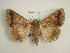  ( - KLM Lep 01873)  @14 [ ] CreativeCommons - Attribution Non-Commercial Share-Alike (2014) Christian Wieser Landesmuseum Kärnten