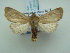  (Sesamia epunctifera - KLM Lep 01877)  @14 [ ] CreativeCommons - Attribution Non-Commercial Share-Alike (2014) Christian Wieser Landesmuseum Kärnten