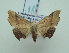  (Acremma thyridoides - KLM Lep 01888)  @12 [ ] CreativeCommons - Attribution Non-Commercial Share-Alike (2014) Christian Wieser Landesmuseum Kärnten