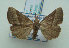 (Hypena lividalis - KLM Lep 01893)  @14 [ ] CreativeCommons - Attribution Non-Commercial Share-Alike (2014) Christian Wieser Landesmuseum Kärnten
