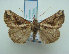  (Hypena varialis - KLM Lep 01895)  @14 [ ] CreativeCommons - Attribution Non-Commercial Share-Alike (2014) Christian Wieser Landesmuseum Kärnten