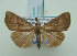  (Hypena laetalis - KLM Lep 01896)  @13 [ ] CreativeCommons - Attribution Non-Commercial Share-Alike (2014) Christian Wieser Landesmuseum Kärnten