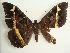  (Cyligramma disturbans - KLM Lep 03517)  @14 [ ] CreativeCommons - Attribution Non-Commercial Share-Alike (2015) Christian Wieser Landesmuseum Kärnten